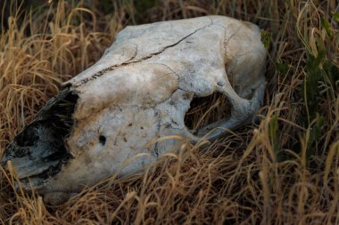Kuru çimenlerde yatan koç, koyun ya da keçi kafatası. Hayvanların yok olması, kuraklık, çöllerde su ve yiyecek eksikliği, sıcak iklim, küresel ısınma, ekolojik felaket kavramı. Yakın çekim..