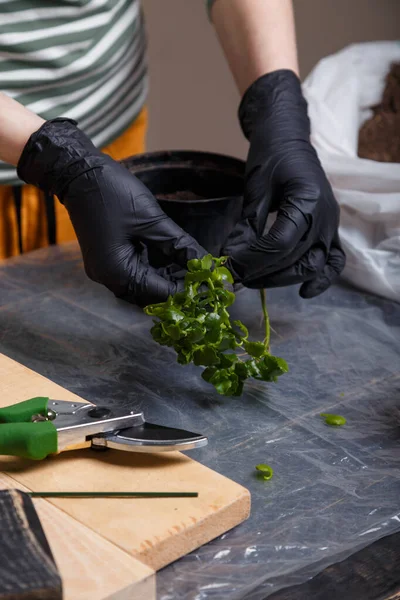 Woman taking care of home flowers. Potted indoors plants. Kalanchoe seedling cutout. — Stock Image Woman Taking Care Home Flowers Potted Indoors Plants Kalanchoe Seedling Stock Picture