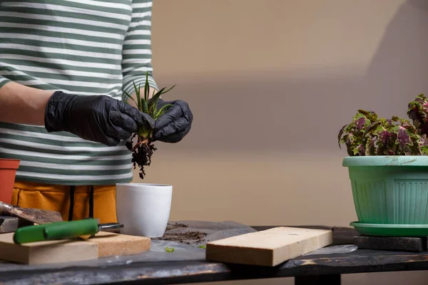 Gardener taking a succulent plant out of flower pot. Planting flowers concept. Close up shot. — Stock Image Gardener Taking Succulent Plant Out Flower Pot Planting Flowers Concept Royalty Free Stock Photos