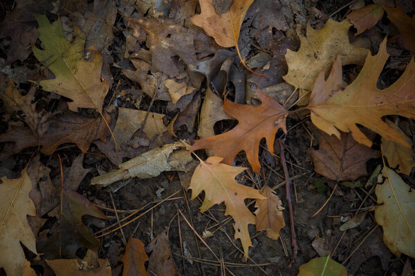 colorful oak leaves cover in the autumn forest