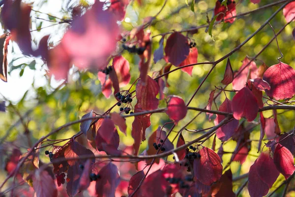 Frangula Rhamnus Bush Branches Ripe Black Berries Purple Red Leaves — Stock Photo, Image