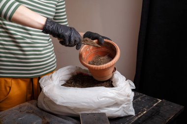 Ev bitkisi yetiştirmek için saksıya toprak koyan kadın..