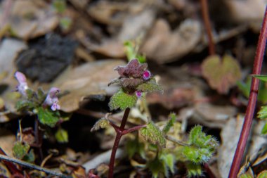 Küçük mor çiçekli yaban bitkisinin Macro çekimi.
