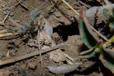 Karınca yuvasından çıkan yumuşak odaklı makro siyah karınca görüntüsü. İlkbahar ve vahşi yaşam böcekleri kavramı.