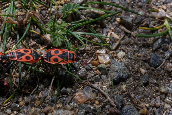 Makroaufnahme Der Fortpflanzung Roter Feuerwanzen Oder Pyrrhocoris Apterus Zwischen Grünem — Stockfoto