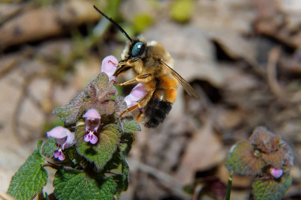 Macro Tiro Focado Suave Abelha Com Olhos Verdes Que Polinizam — Fotografia de Stock