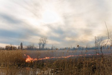 Yanan sazlıklar. Doğa ateş manzarası. Vahşi yaşamın yok olması, gezegendeki insan etkisi. Hava kirliliği, sıcak ve kuru iklim, çevre, Dünya kurtarma kavramı