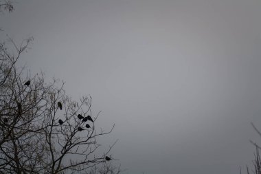 Kara kargalar ağacın tepesinde oturuyor. Şafakta çıplak ağaç dallarında oturan kuşlar gri arka planda.