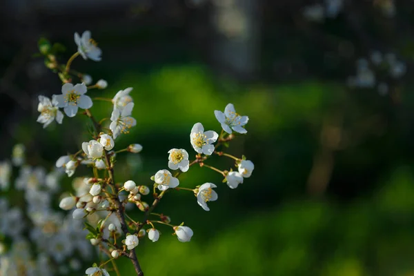 Blossoming Cherry Branches White Flowers Green Grass Background Spring Bloom — Stock Photo, Image