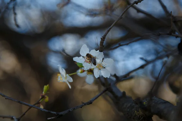 Floração Ramos Cereja Com Flores Brancas Abelha Conceito Flor Primavera — Fotografia de Stock