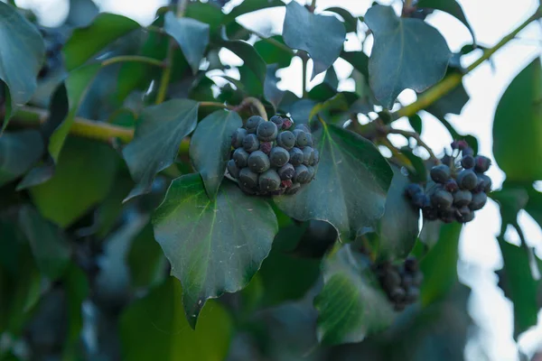緑の葉と黒い有毒果実を持つ一般的なツタのブラシの枝 ソフトフォーカスショット コピースペース — ストック写真