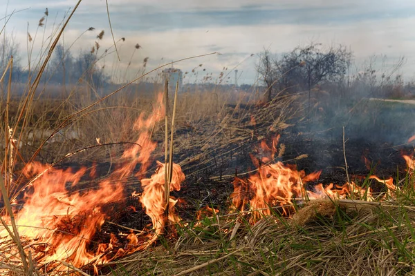 Burning Reeds Nature Fire Landscape Devastation Wildlife Human Influence Planet — Stock Photo, Image