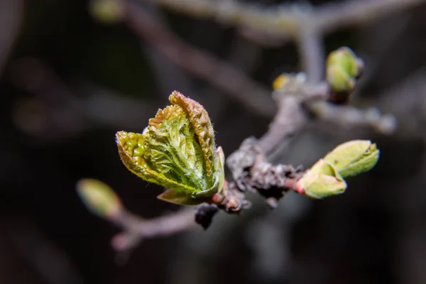 Green Leaf Buds Tree Branch New Springtime Life — Stock Photo, Image