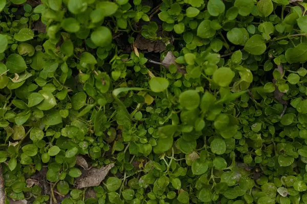 Frisches Junges Frühlingsgras Mit Kleinen Grünen Blättern — Stockfoto