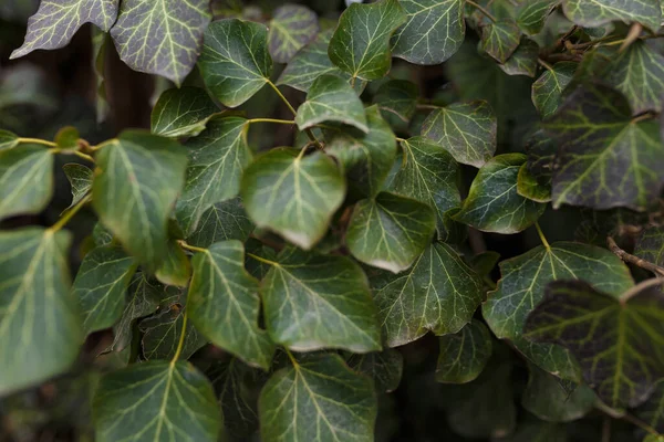 Natürlicher Hintergrund Laubstruktur Blätter Von Immergrünem Efeu Nahaufnahme — Stockfoto