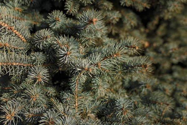 Colorado Blue Spruce Bluish Fir Branches Texture Soft Focused Shot — Stock Photo, Image