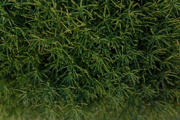 Tekstura Zielonego Krzewu Małymi Liśćmi — Zdjęcie stockowe