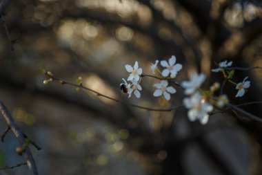 Beyaz çiçekler ve arılarla çiçek açan kiraz dalları. Bahar çiçeği konsepti. Yumuşak odaklı çekim, boşluğu kopyala.
