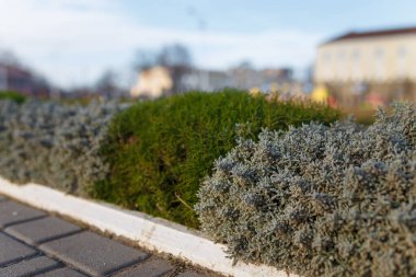 yeşil küçük yuvarlak şekilli çalılıklar şehir parkını dekore ediyor. 