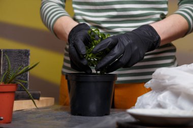 Kalanchoe tohumlarını siyah saksıya eken bir kız. Kapalı alan çiçekleri ve bahçe konsepti. Yakın çekim, sadece eldivenli eller görünür..