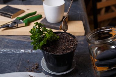 Yeniden ekilmiş taze çiçek filizinin sulanması. Bahçıvan elleri, Kalanchoe 'nin saksı çiçeğiyle ilgileniyor..