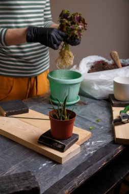 Bir saksının üzerinde çiçek tohumu tutan kız yeniden ekmeye hazır. Ev çiçekleri, bahçıvanlık, bahar yeniden ekimi. Kapat..