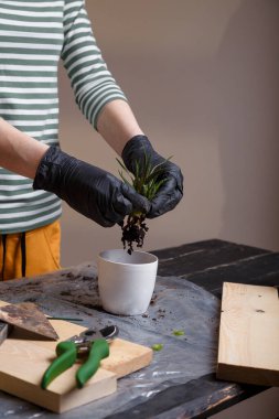 Eldivenli kadın bahçıvanın elleri saksıyı sulandırıyor. İçeriye çiçek dikme kavramı. 