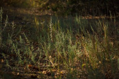 Sagebush, Wormwood ya da mugwort filizlerinin bulanık sonbahar ormanlarındaki yumuşak odaklı görüntüsü..