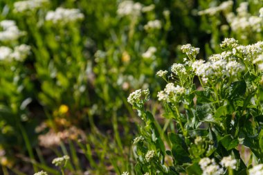 Yumuşak odaklı beyaz çiçekli tarla çiçekleri ve yeşil yapraklı güneş ışığı. 