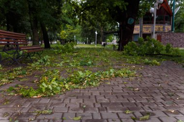 Yeşil yaprakları ve dalları olan bir park. Gök gürültülü fırtına, dolu yağıyor. İklim değişiklikleri, çevre sorunları.