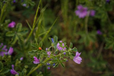 Üzerinde küçük uğur böceği olan güzel pembe yaban ördeği ya da malva çiçekleri. Bahar çiçekleri konsepti. Boşluğu kopyala.