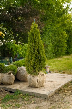 Ağaç yetiştirme çiftliğinde kökleri çuval beziyle korunmuş ladin ya da köknar. Küçük kozalaklı ağaç fidanı nakle hazır.