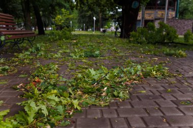 Yeşil yaprakları ve dalları olan bir park. Gök gürültülü fırtına, dolu yağıyor. İklim değişiklikleri, çevre sorunları.
