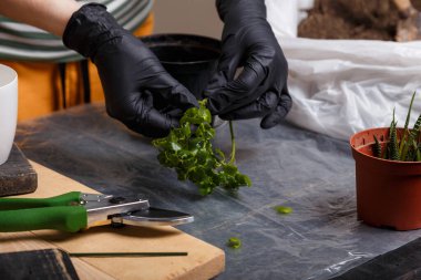 Ev yapımı çiçek konsepti. Kapalı alandaki bitkilerin dikimi ve kesimi.