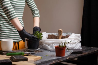Çiçek saksılarının bahar bakımı. Kalanchoe fideleri yeniden ekiliyor..