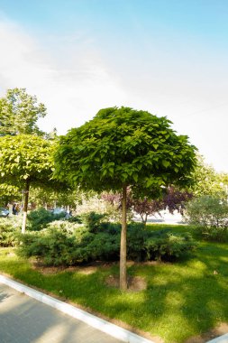 Yeşil çimlerde güzel yeşil bir ağaç. İlkbahar, bitkiler ve bahçe konsepti.