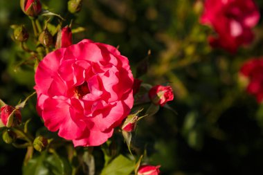 Güneş ışığında güzel pembe gül çiçekleri olan yeşil çalı. Bahar çiçekleri konsepti.