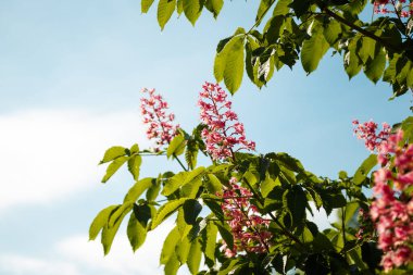 Kırmızı çiçek açan kestane ağacı çiçekleri, mavi gökyüzü arka planında melez estetik pavyası. Bahar çiçekleri.