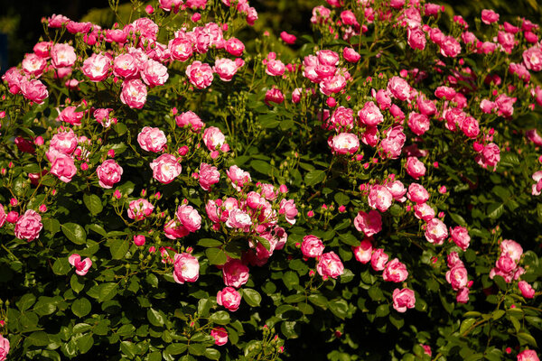Зеленый с красивыми розовыми цветками на солнце. Концепция расцвета весеннего времени.