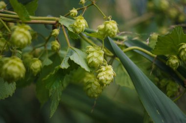 Yumuşak odaklı yeşil zıpzıp külahları ve bulanık arka planda taze yeşillikler..
