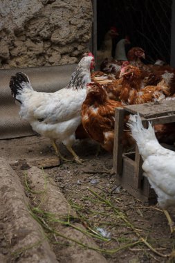 Beyaz ve kahverengi tavuklu tavuk kümesi. Kümes hayvanları, kümes hayvanları, kırsal yaşam konsepti. Dikey çekim.