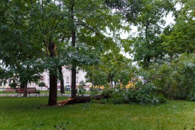 Kırık ağaçlar ve dallar. Gök gürültülü fırtına, dolu yağıyor. İklim değişiklikleri, çevre sorunları.