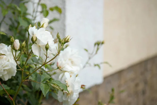 Schöner Strauch Weißer Rosen Auf Unkonzentriertem Baugrund Frühjahrsblüher Gartengestaltung Und — Stockfoto