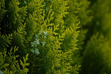 Platycladus, Evergreen kozalaklı ağaç, Platycladus orientalis, Çin thuja, Oriental arborvitae, Çin arborvitae, biota veya oryantal thuja.