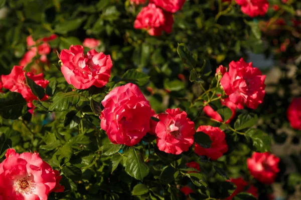 Cespuglio Verde Con Bellissimi Fiori Rosa Rosa Alla Luce Del — Foto Stock