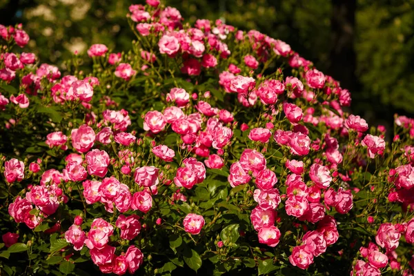 Güneş ışığında güzel pembe gül çiçekleri olan yeşil çalı. Bahar çiçekleri konsepti.