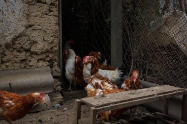 Beyaz ve kahverengi tavuklu tavuk kümesi. Kümes hayvanları, kümes hayvanları, kırsal yaşam konsepti.