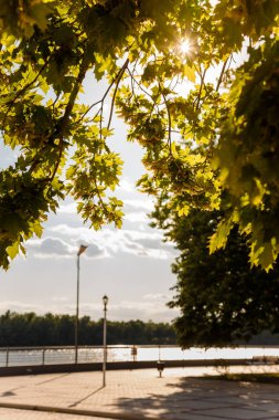 Şehir nehir kıyısının dikey görüntüsü, sokak lambaları ve akşam güneşinde yeşil akçaağaç yaprakları..