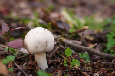 Sonbahar ormanında kuru yaprakların arasında beyaz şampiyon. Ormanda mevsimlik mantarlar. Sonbahar doğası, sağlıklı organik gıda konsepti..