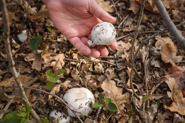 Close Van Paddestoelplukkers Handen Met Mes Snijden Verse Champignon Champignons — Stockfoto